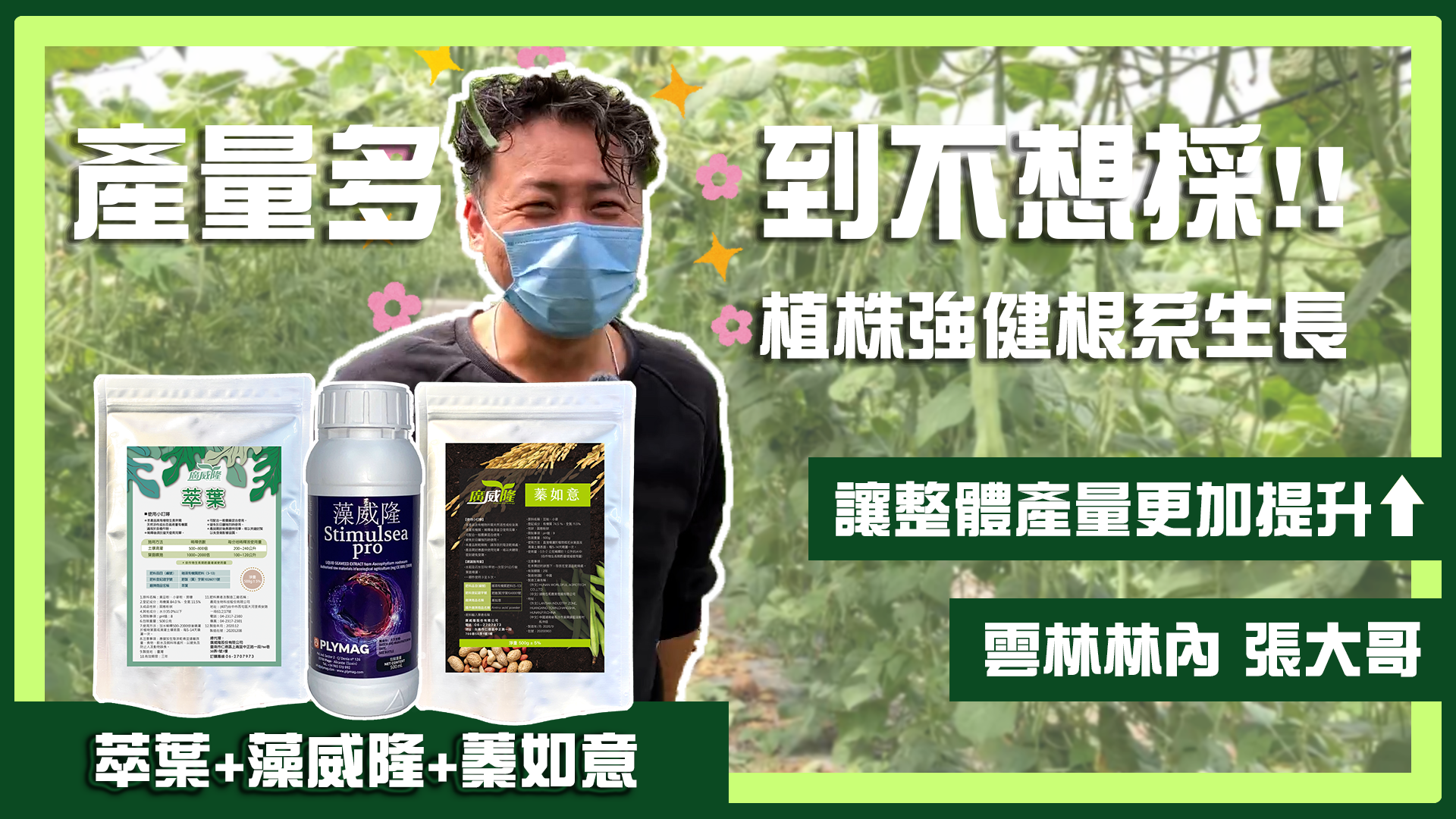 張大哥_雲林林內【萃葉+蓁如意+藻威隆】粉豆產量爆棚，採到措手不及！！