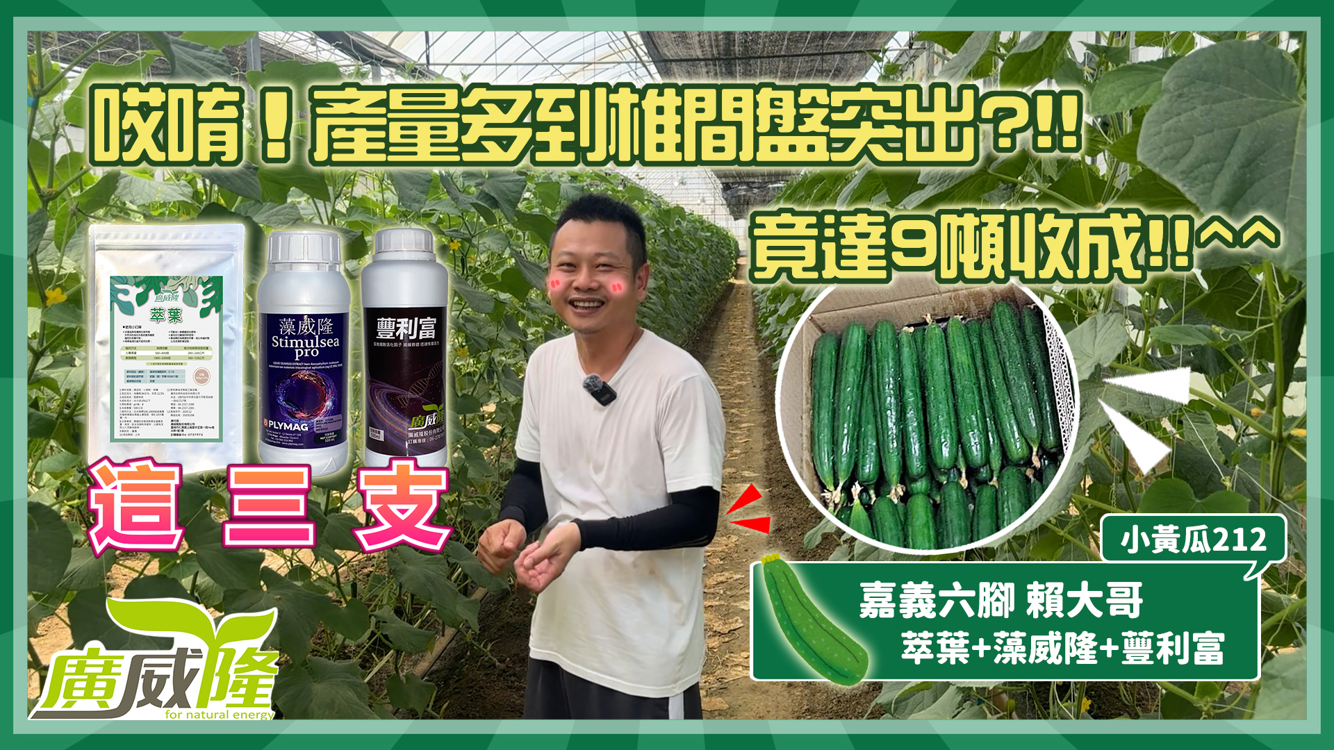 賴大哥_嘉義六腳【萃葉+藻威隆+蘴利富】小黃瓜9噸的好產量，不是我誇張，是真的採不完!!^^